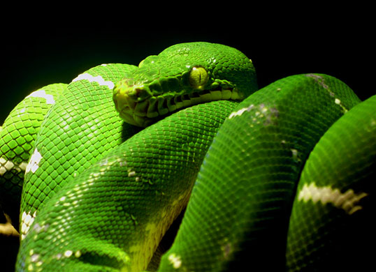 In Pictures: Green: Dominic Barringer