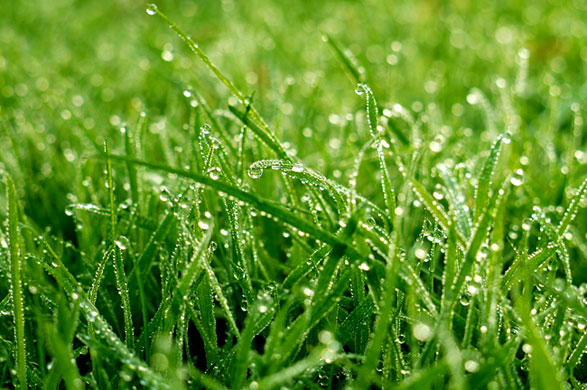 In Pictures: Green: Susan Guy