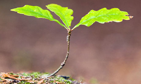 British Oak Trees