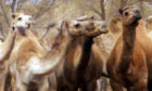 Australian camel cull plan angers animal welfare groups | World ... Australian camel cull plan angers animal welfare groups | World ...