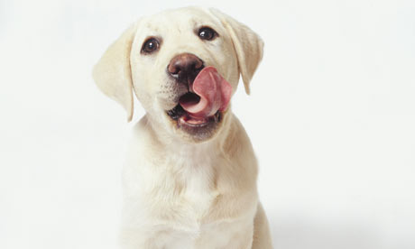 andrex labrador puppies