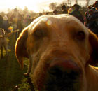Petworth, UK: Members of the Chiddingfold, Leconfield and Cowdray Hunt