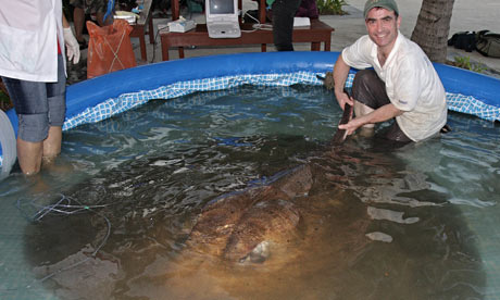 Giant Freshwater Stingray