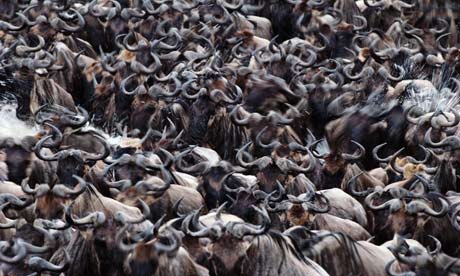 Wildebeest