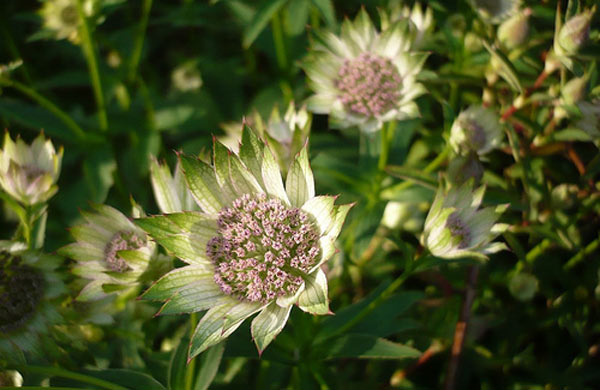 Astrantia