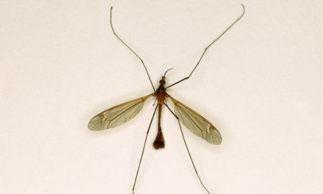 Is the humble daddylonglegs in trouble The RSPB thinks so at least in the 