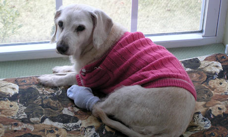 long haired dachshund photos. A wire-haired dachshund named