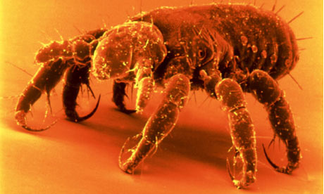 head louse