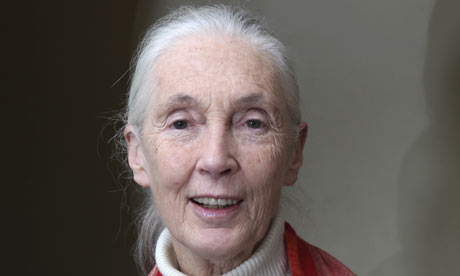 Jane Goodall: 'My job is to