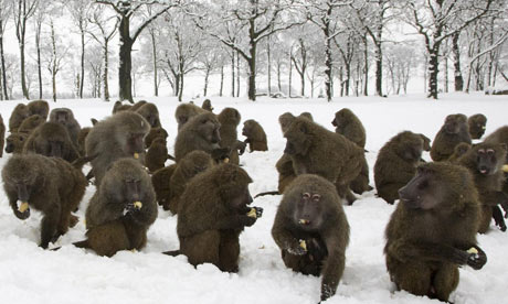 Winter-weather-Baboons-at-005.jpg