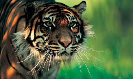 Tiger on The Rare Sumatran Tiger  Above  There Are Believed To Be No More Than