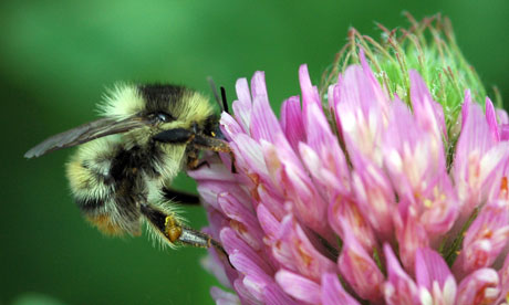 Rare bumblebees comeback