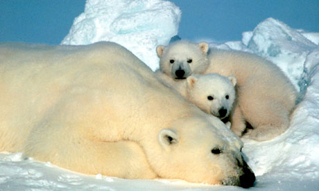 A polar bear and her cubs in Alaska