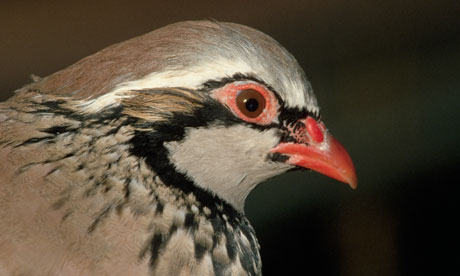 Red -Legged Partridge