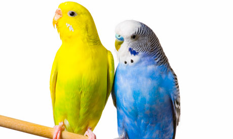 perching