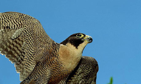 Blue Peregrine Falcon