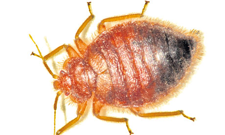Common adult bedbug