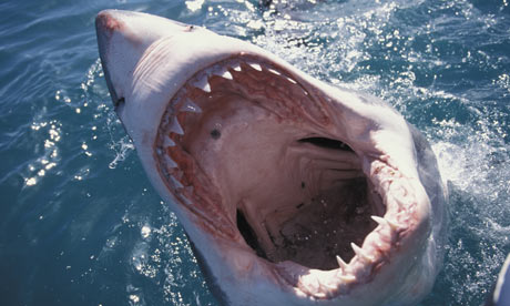 white shark images