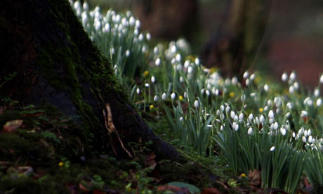 Snowdrops-1-001.jpg