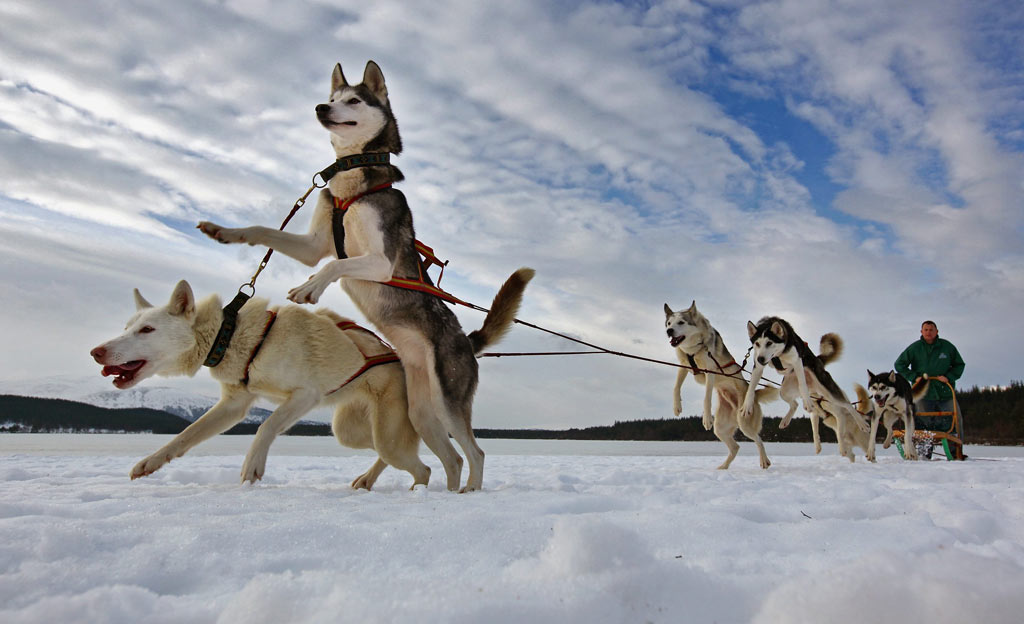 Pete Jones and his team of dogs prepare for the 27th annual Aviemore Husky Sled Dog Rally