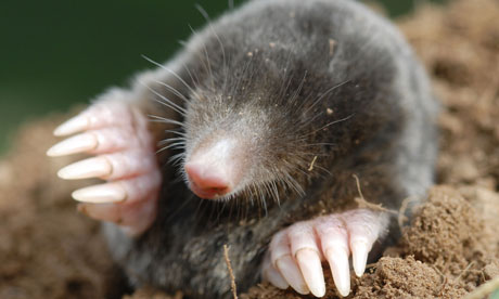 Hard Mole