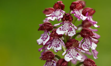 rare flowers names
