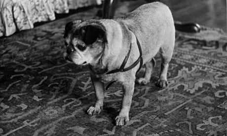 Winston Dog