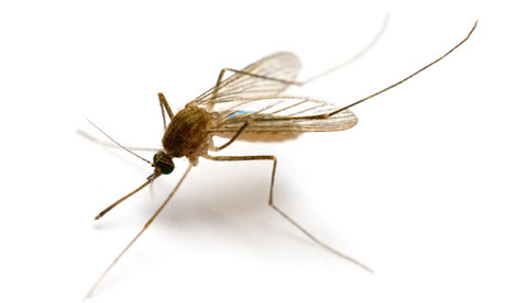 Mosquito Uk