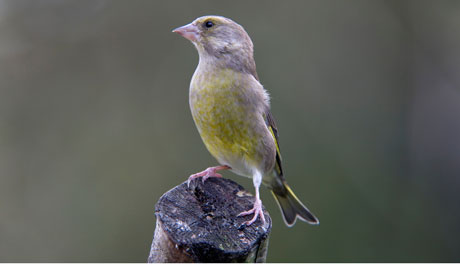 Birdsong calming young hospital patients