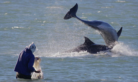 Bbc Dolphins