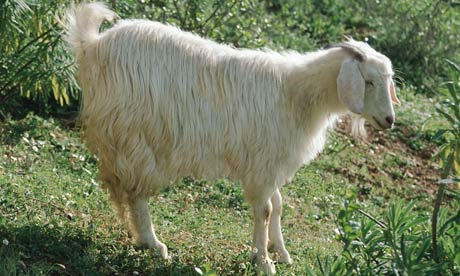 cashmere goat