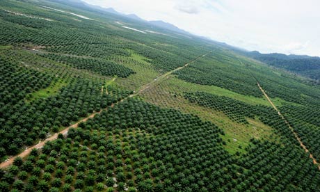 Forest cleared in West Kalimantan