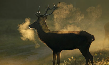 The Autumn Deer Rut In London's Richmond Park