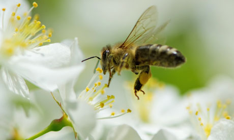 A bee hovers over a cherry blossom in Stuttgart, Germany