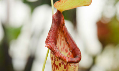 Carnivorous pitcher plant: the inspiration for Slips