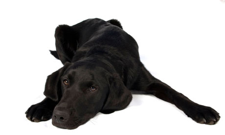 Warning: this dog is potentially lethal