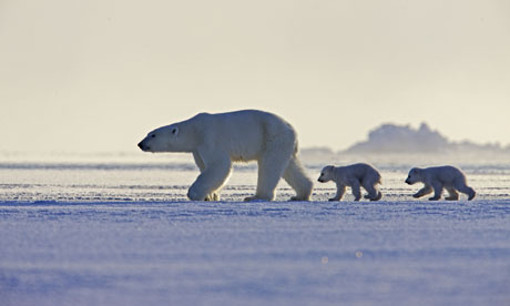 FROZEN PLANET's polar bear footage was standard practice, claims ...