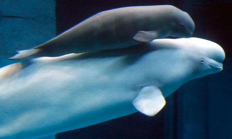 Beluga-whales-at-the-Shed-007.jpg