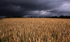 Field of wheat 