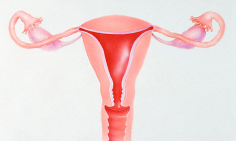 Normal uterus in the female reproductive system