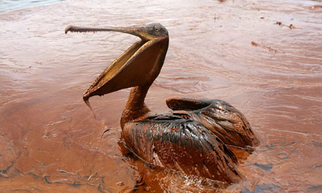 The Deepwater Horizon blast, which killed 11 workers, led to the biggest oil spill in US history, which affected wildlife such as pelicans. Photograph: Sean Gardner/Reuters