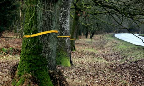 Protest ribbons are tied around trees in the Forest of Dean