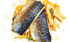Mackerel with harissa and fennel recipe