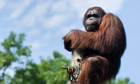 Borneo male orang-utan Wandoo
