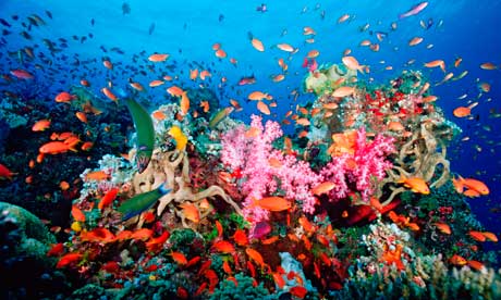 Coral reef near Fiji