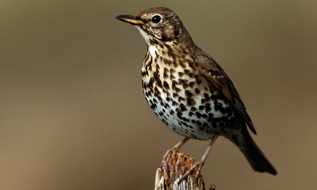 A song thrush perched on a post; their song is one of the classic sounds of early spring. 