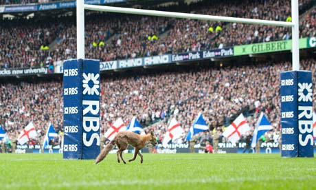The fox at Twickenham 