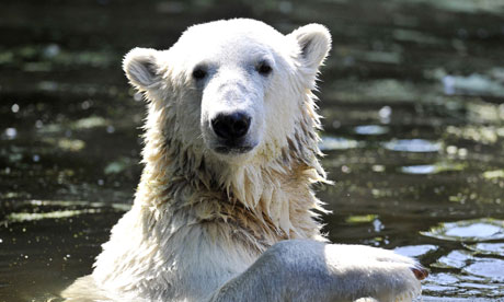 Knut