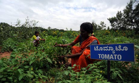 indian workers food security
