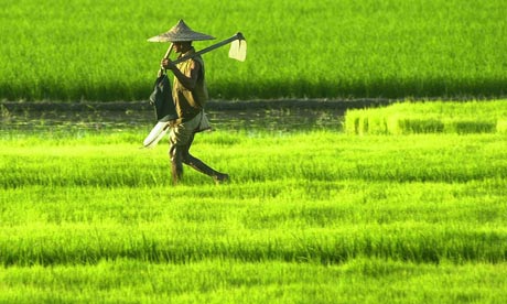 Indian Rice Farmer